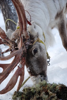 This photo of a Finnish reindeer was taken by an unidentified photographer from the Netherlands. 